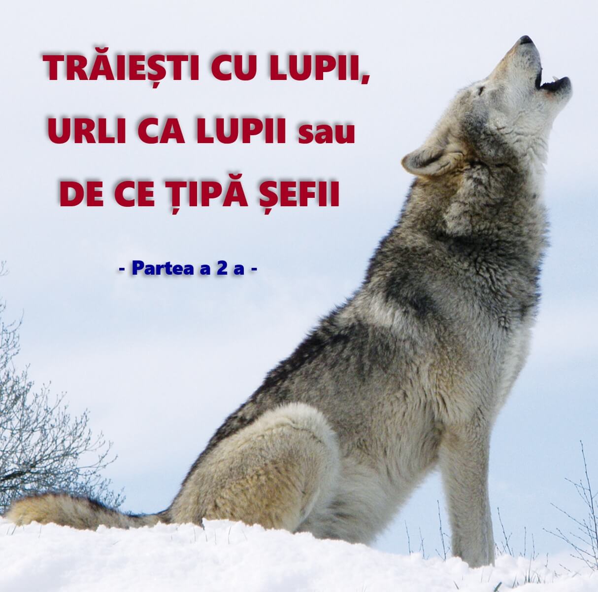 vrei să pierzi lupii în greutate)